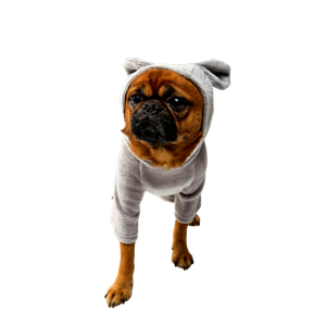 Adult Pug – cat PNG with transparent background