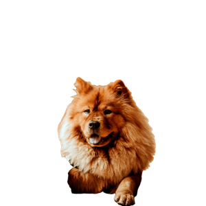 Adult Red Chow Chow On Floor – cat PNG with transparent background