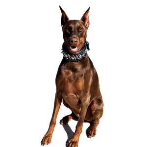 Adult Rust Doberman Pinscher – cat PNG with transparent background
