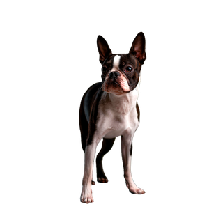 Adult White And Black Boston Terrier – cat PNG with transparent background