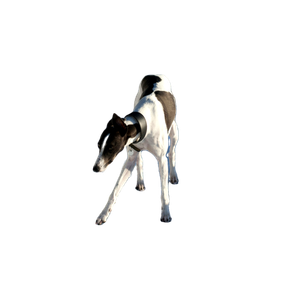 Related cat image: Adult White And Black Greyhound Standing On Snow
