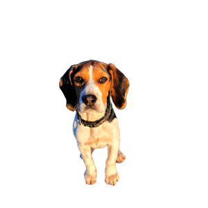 Adult White And Tan Beagle On Field – cat PNG with transparent background