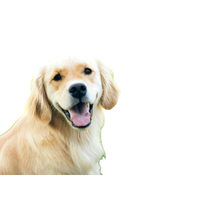 Adultgolden Retriever – cat PNG with transparent background
