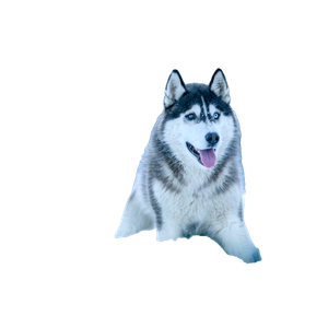 Alaskan Malamute Walking On Snow Field