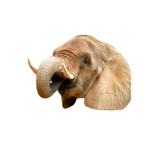 An Elephant Standing In Front Of A Lush Green Forest – cat PNG with transparent background