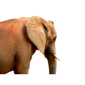 An Elephant Standing In Front Of Some Trees – cat PNG with transparent background