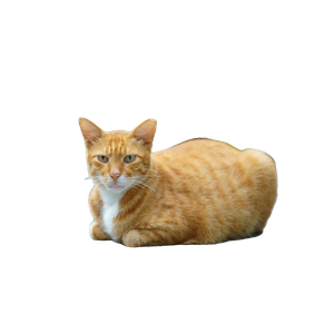 An Orange And White Cat Sitting On The Ground – cat PNG with transparent background