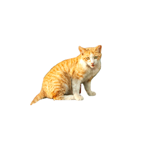An Orange And White Cat Sitting On Top Of A Piece Of Metal – cat PNG with transparent background