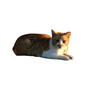 An Orange And White Cat Sitting On Top Of A Rock – cat PNG with transparent background