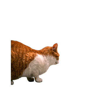 An Orange And White Cat Standing Next To Another Cat