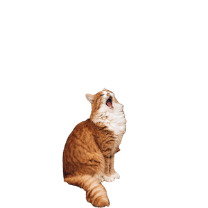 An Orange And White Cat Yawns In The Leaves – cat PNG with transparent background