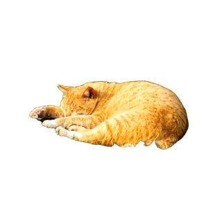 An Orange Cat Is Laying In The Grass – cat PNG with transparent background