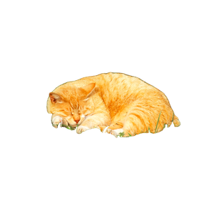 An Orange Cat Is Sleeping In The Grass