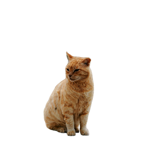 An Orange Cat Sitting On Top Of A Cement Slab – cat PNG with transparent background