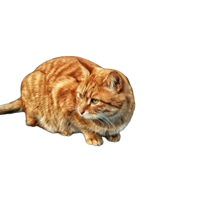 Related cat image: An Orange Cat Sitting On Top Of A Rock