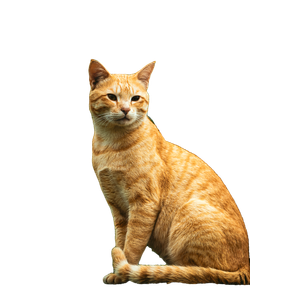 An Orange Cat Sitting On Top Of A Wooden Box – cat PNG with transparent background