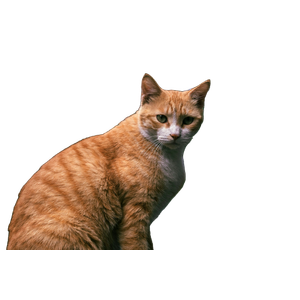 Cat PNG image: An Orange Cat Sitting On Top Of A Wooden Table - transparent background