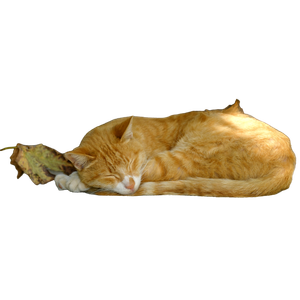 An Orange Cat Sleeping On Top Of A Cement Slab