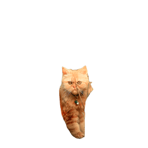 An Orange Cat Standing On Top Of A Tree – cat PNG with transparent background