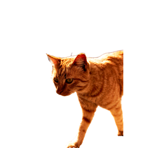 An Orange Cat Walking Across A Rocky Field