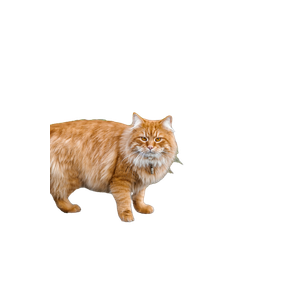 An Orange Cat Walking Across A Street Next To A Tree