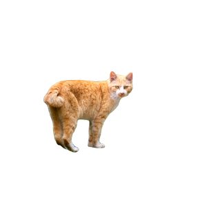 An Orange Cat Walking Down A Dirt Road