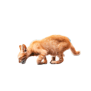 An Orange Kitten Drinking Water From A Puddle – cat PNG with transparent background