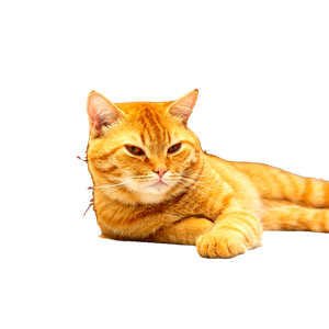 An Orange Tabby Cat Laying On The Floor Looking At The Camera - Cat PNG image with transparent background
