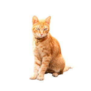 An Orange Tabby Cat Sitting On A Sidewalk - Cat PNG image with transparent background