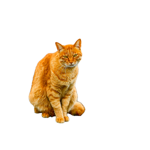 An Orange Tabby Cat Sitting On The Pavement