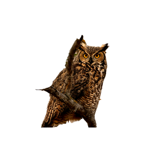 An Owl Is Perched On A Tree Branch