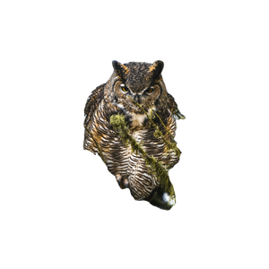 An Owl Is Perched On A Tree Branch