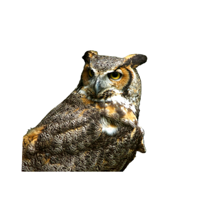 An Owl Is Perched On A Tree Trunk