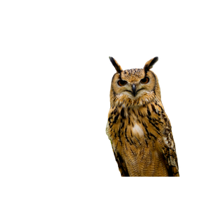 An Owl Is Sitting On A Tree Stump