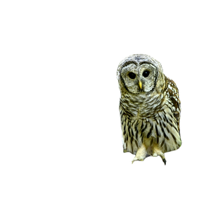 An Owl On A Log