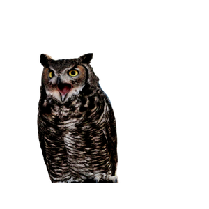 An Owl Standing On A Rock In A Forest
