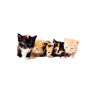 Assorted Color Tabby Kittens – cat PNG with transparent background