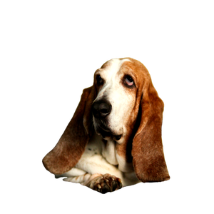 Bassethound Lying On Sofa – cat PNG with transparent background