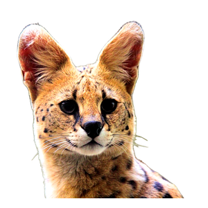Beige Feline – cat PNG with transparent background