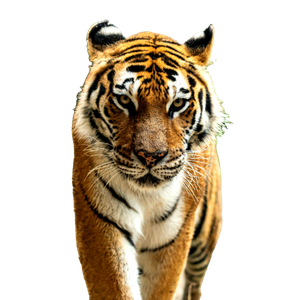 Bengal Tiger - Cat PNG image with transparent background