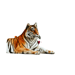 Bengal Tiger Laying On Ground - Cat PNG image with transparent background