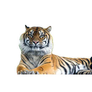 Bengal Tiger Lying Under Tree - Cat PNG image with transparent background