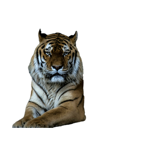 Bengal Tiger On Brown Soil - Cat PNG image with transparent background