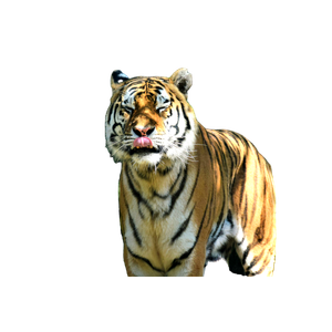 Bengal Tiger Standing During Daytime - Cat PNG image with transparent background