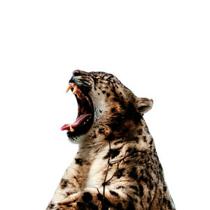 Big Cat Opening Mouth – cat PNG with transparent background