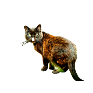 Black And Brown Cat On Gray Concrete Surface - Cat PNG image with transparent background
