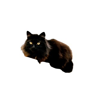 Related cat image: Black And Brown Cat On Gray Concrete Wall During Daytime