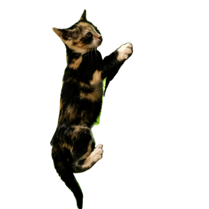 Related cat image: Black And Brown Cat On Tree Trunk During Daytim E