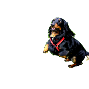 Black And Brown Dog – cat PNG with transparent background