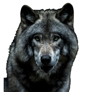 Black And Brown Wolf Painting